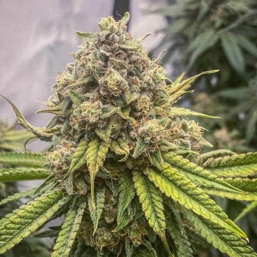 Blue Kachina Feminized by Conscious Genetics