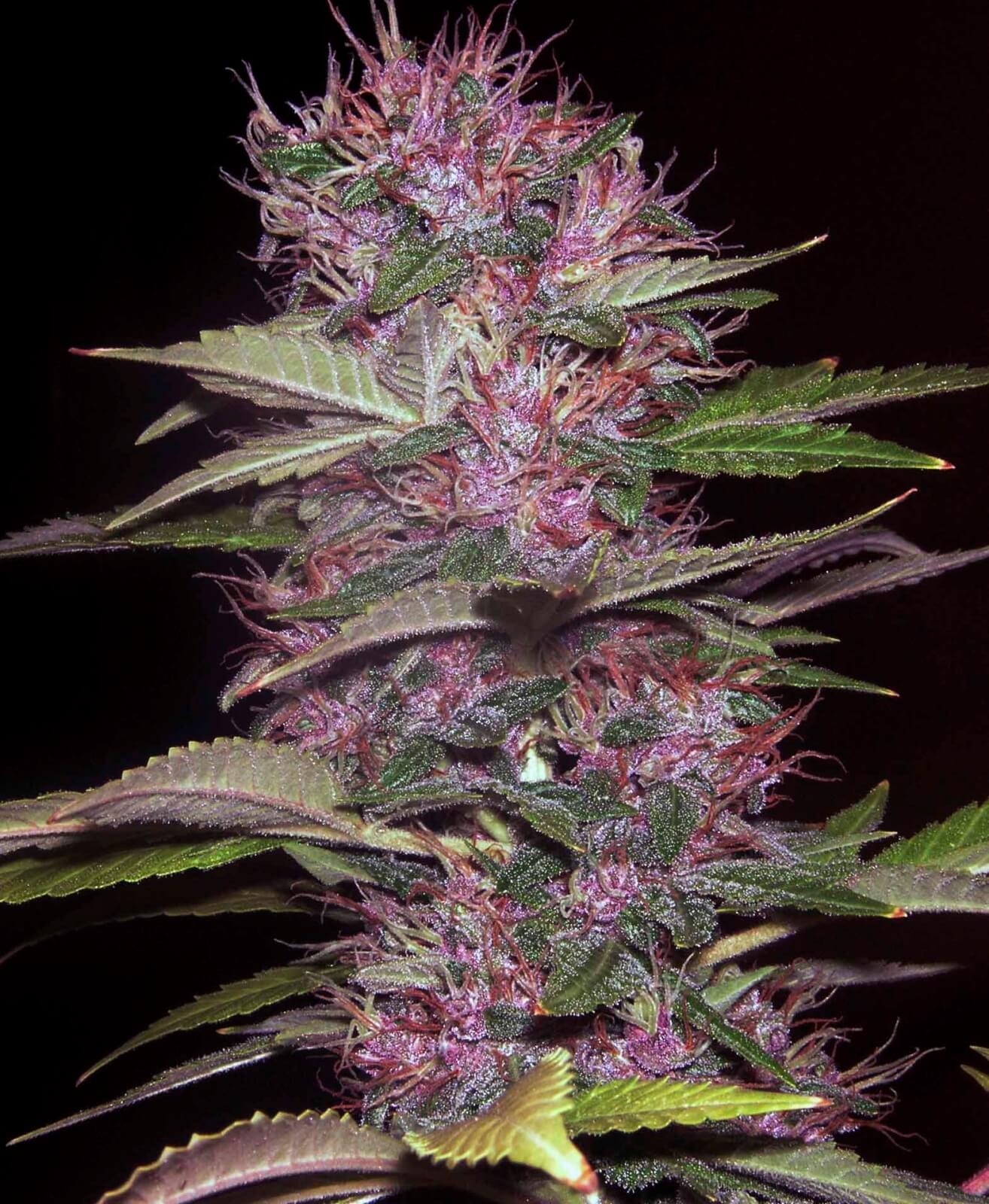 Blue Kush 99 Auto Autoflower by Xtreme Seeds