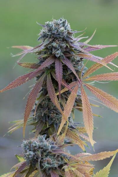 Blue Kush Auto Autoflower by Dinafem