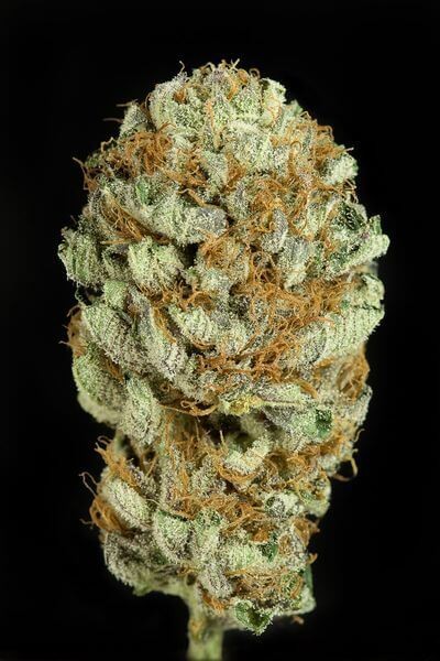 Blue Kush Feminized by Dinafem