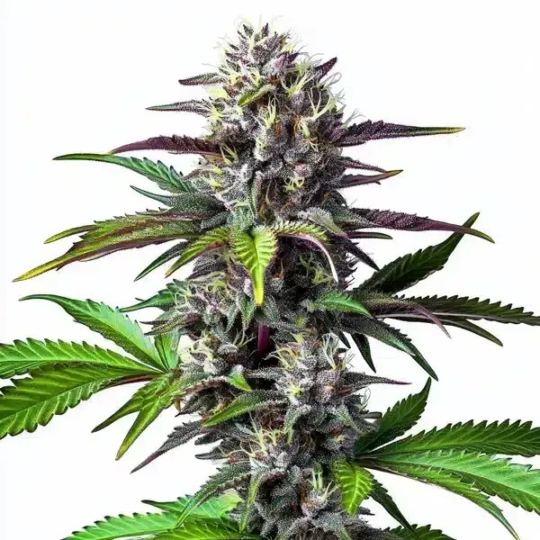 Blue Lobster Feminized by Blimburn Seeds