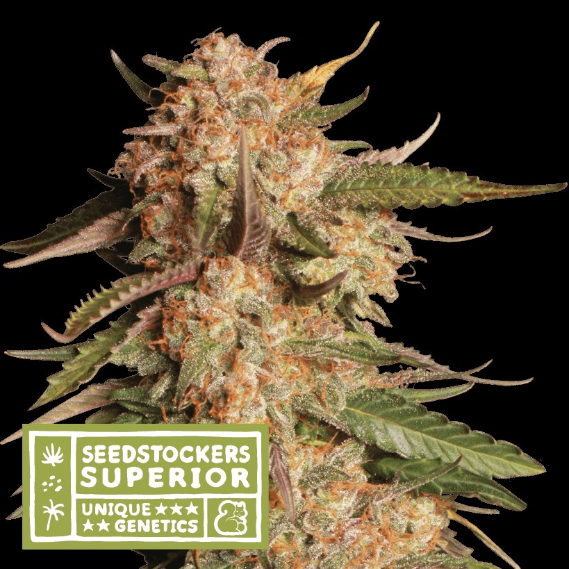 Blue Moby Auto Autoflower by Seedstockers