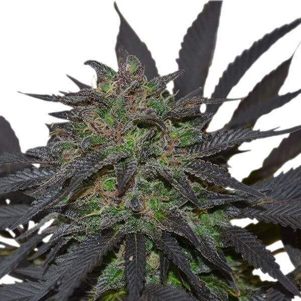 Blue Mystic Feminized by Royal Queen Seeds