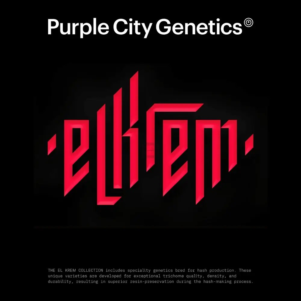 Blue Pearl Feminized by Purple City Genetics