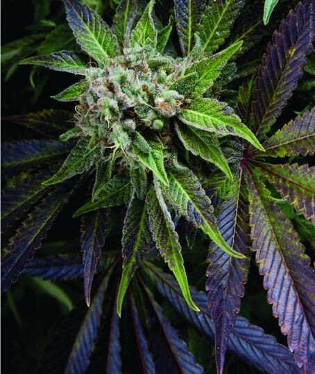 Blue Pyramid Feminized by Pyramid Seeds