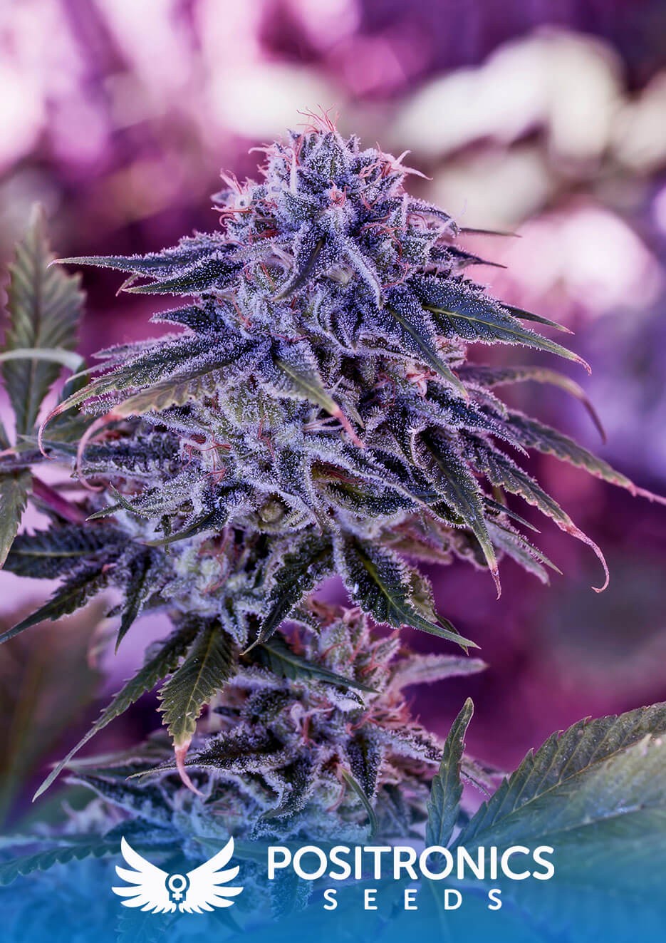 Blue Rhino Feminized by Positronics