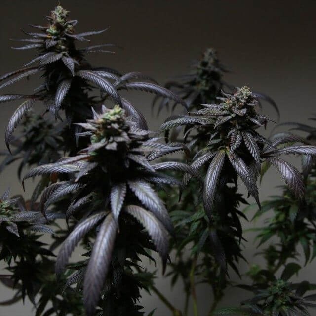 Blue Sherbert S1 Feminized by The Plug Seedbank
