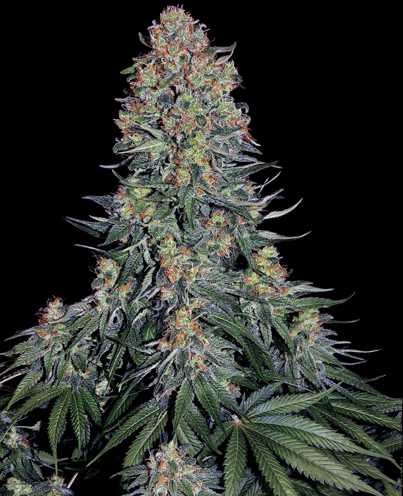 Blue Skunk Feminized by Sensi Seeds