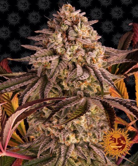 Blue Sunset Sherbert Feminized by Barneys Farm
