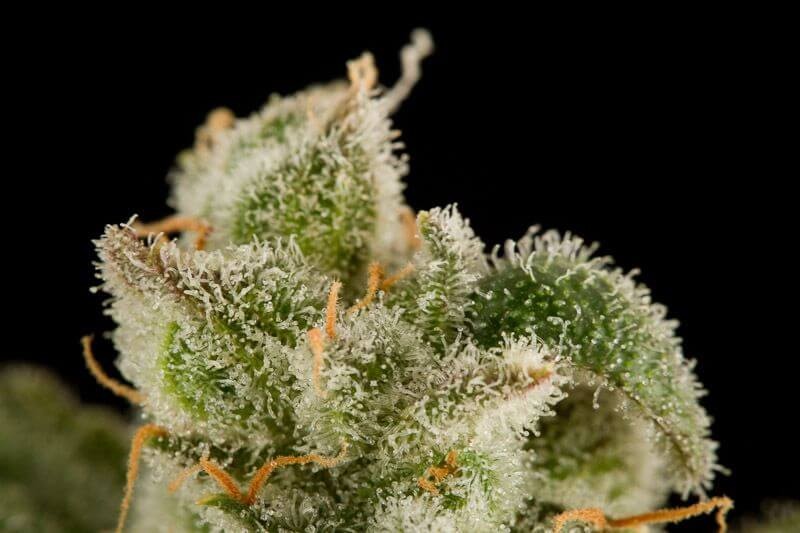 Blue Thai Feminized by Dinafem