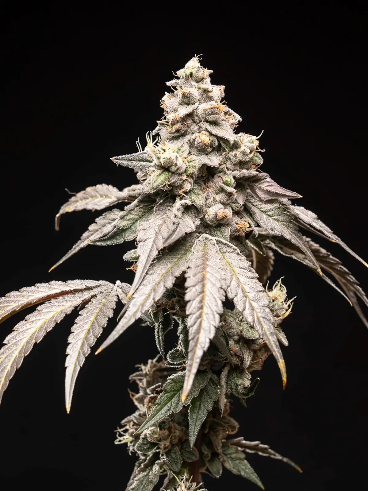 Blue Tide Feminized by World Breeders