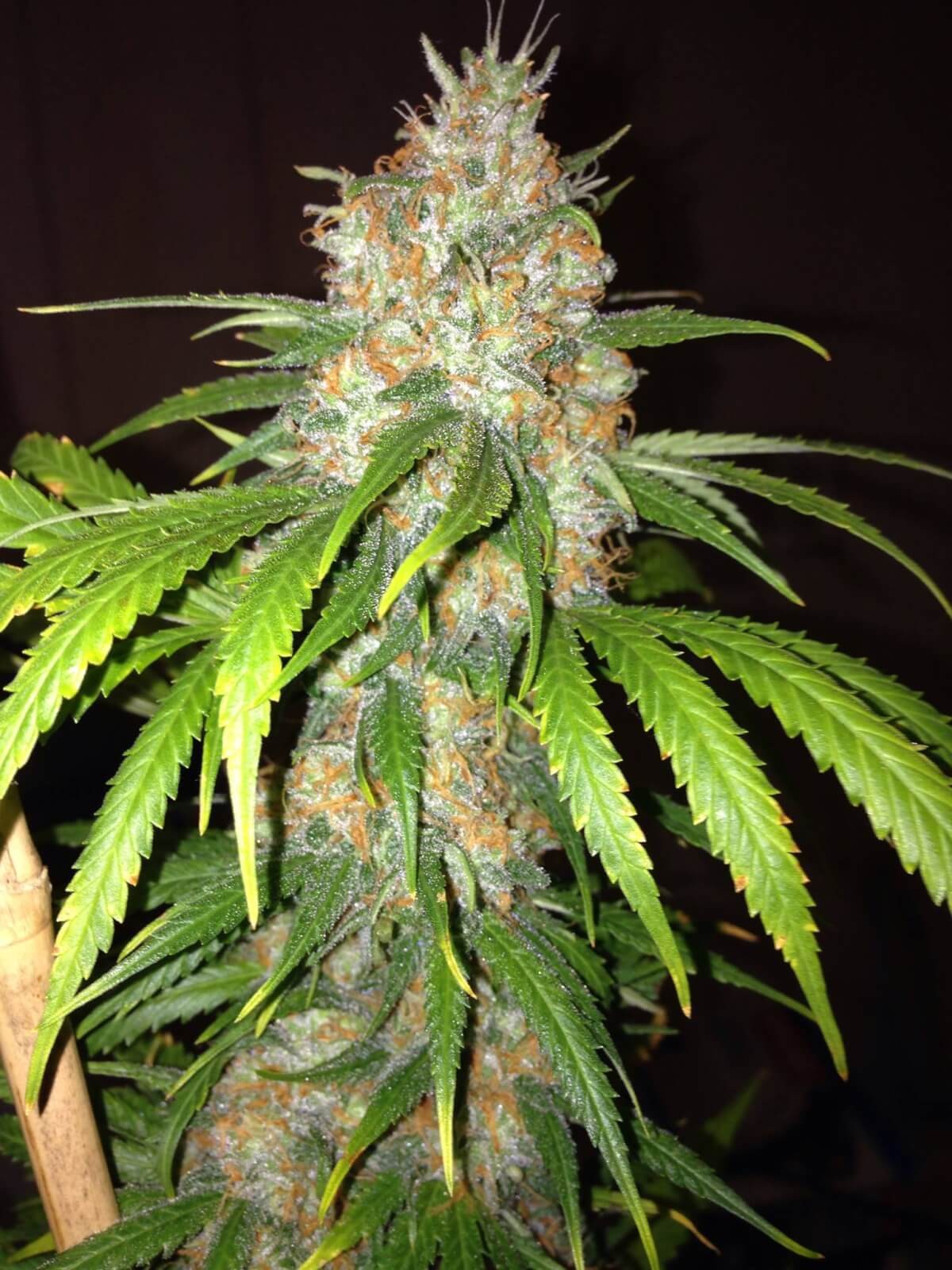 Blue Widow Feminized by Dinafem