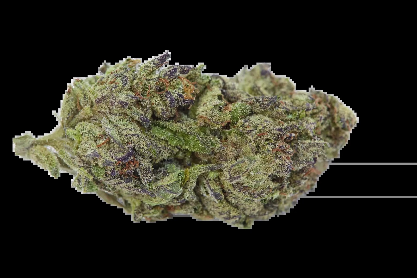 Blue Zeclair Feminized by Growers Choice