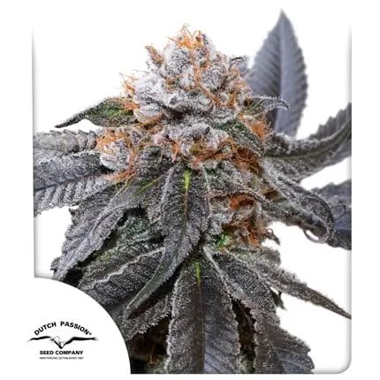 Blue Zushi Feminized by Dutch Passion
