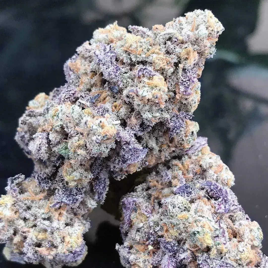 Blue Zushi Limited Edition Feminized by Growers Choice