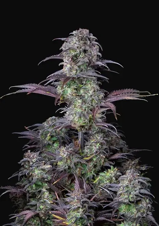 Blueberry Auto Autoflower by Fast Buds