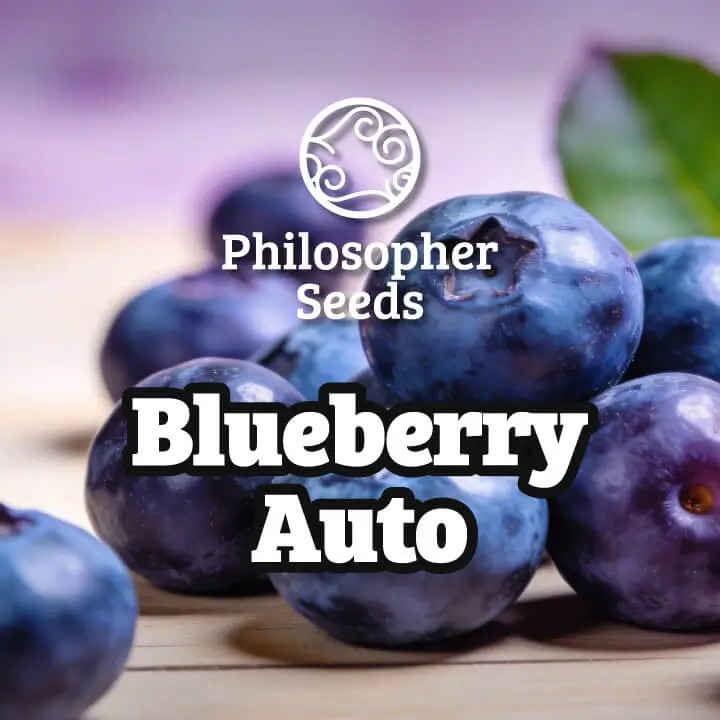 Blueberry Auto Autoflower by Philosopher Seeds