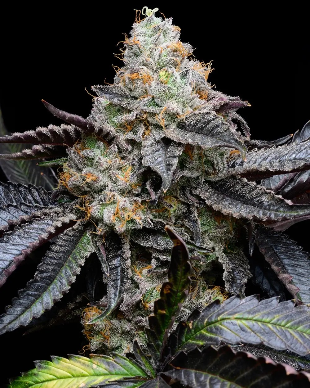 Blueberry Bubble Gum Feminized by Cookies Seed Bank