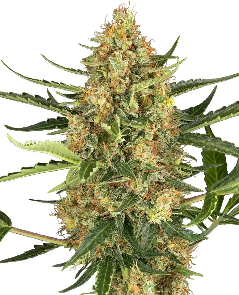 Blueberry Bubblegum Auto Autoflower by Sensi Seeds