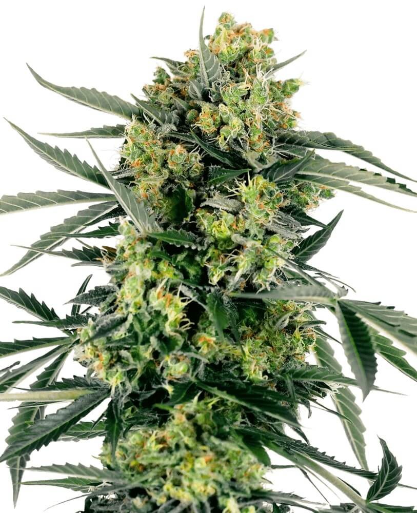 Blueberry Candiez Auto Autoflower by Sensi Seeds