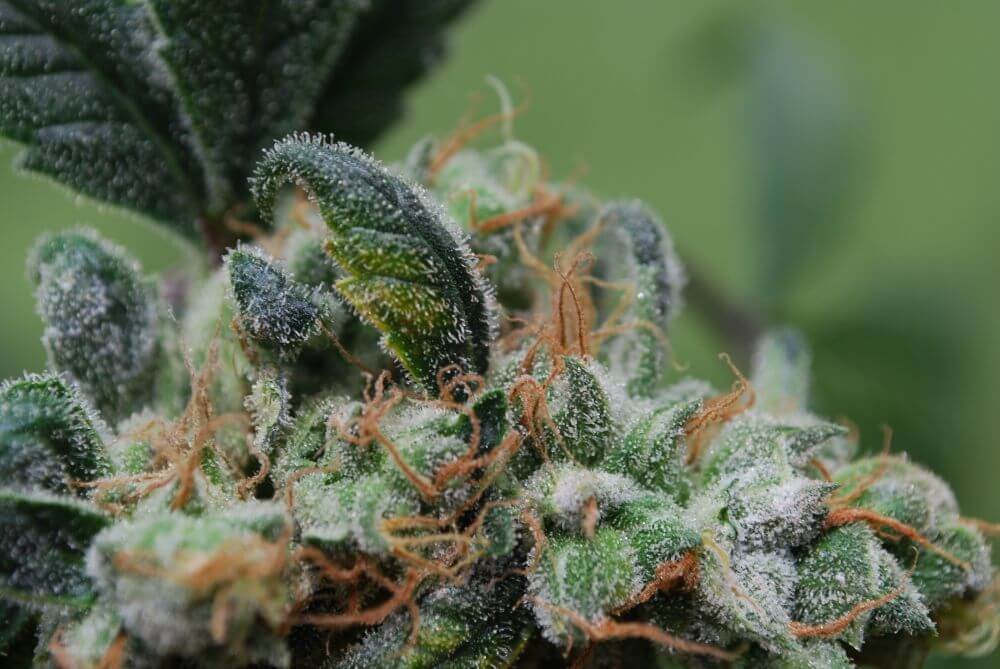 Blueberry Cheesecake Feminized by Female Seeds