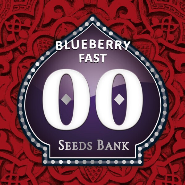 Blueberry Fast Feminized by 00 Seeds Bank