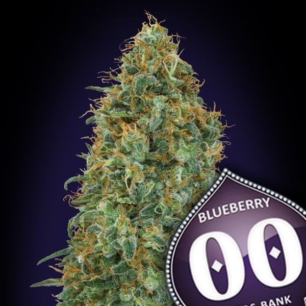Blueberry Feminized by 00 Seeds Bank