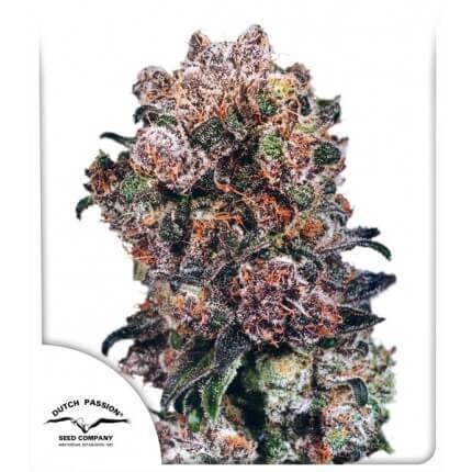 Blueberry Feminized by Dutch Passion