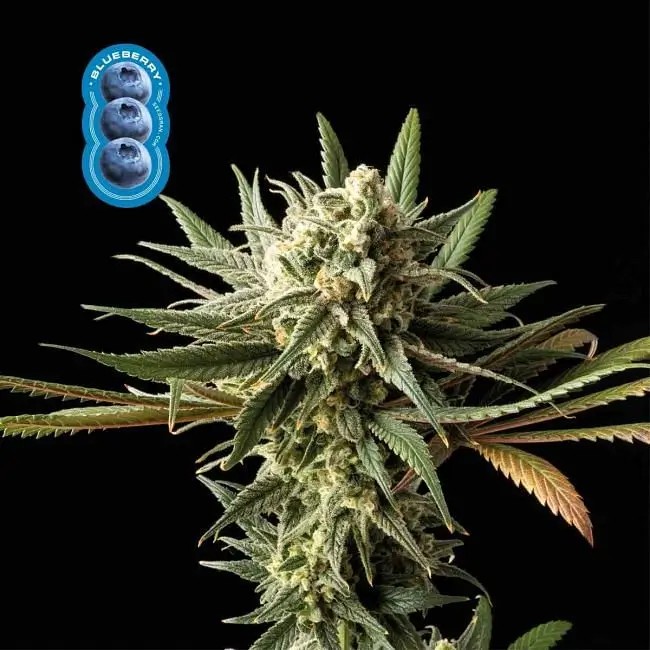 Blueberry Feminized by Seedsman