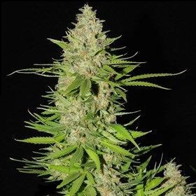Blueberry Gum #2 Feminized by G13 Labs