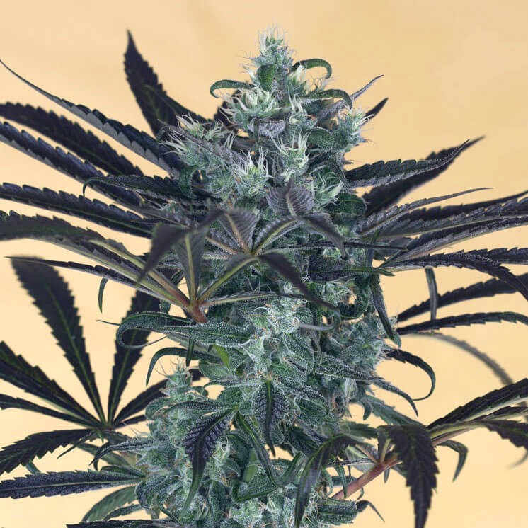 Blueberry Headband Feminized by Humboldt Seed Organization