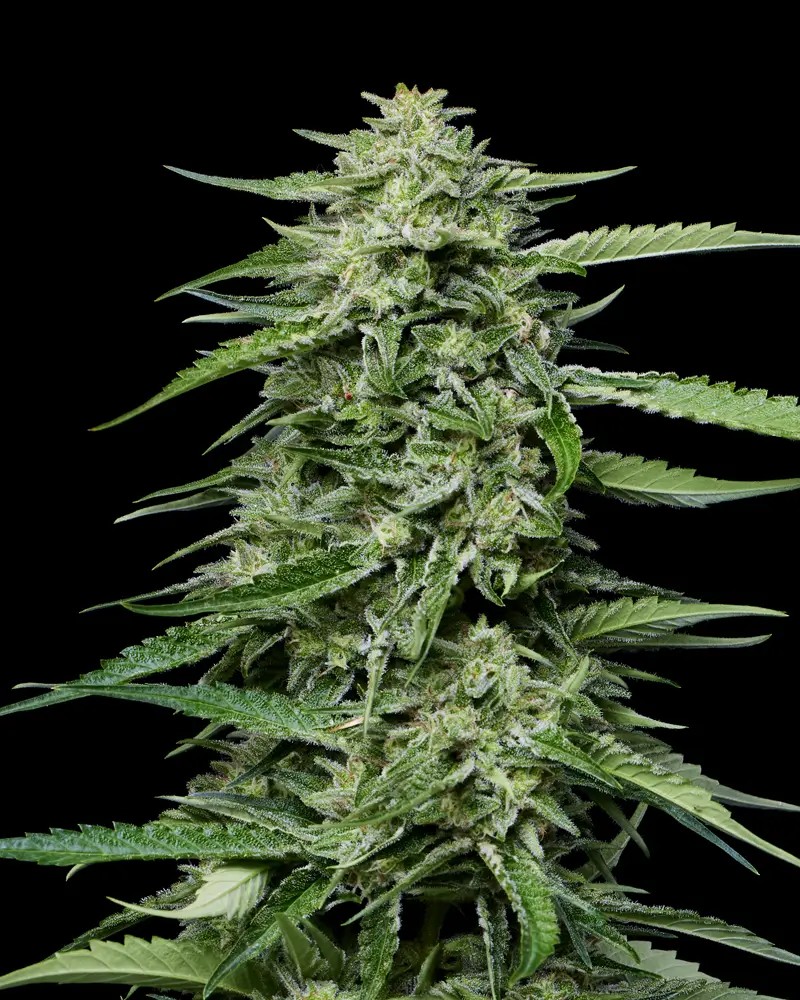Blueberry Honey Feminized by Humboldt Seed Company