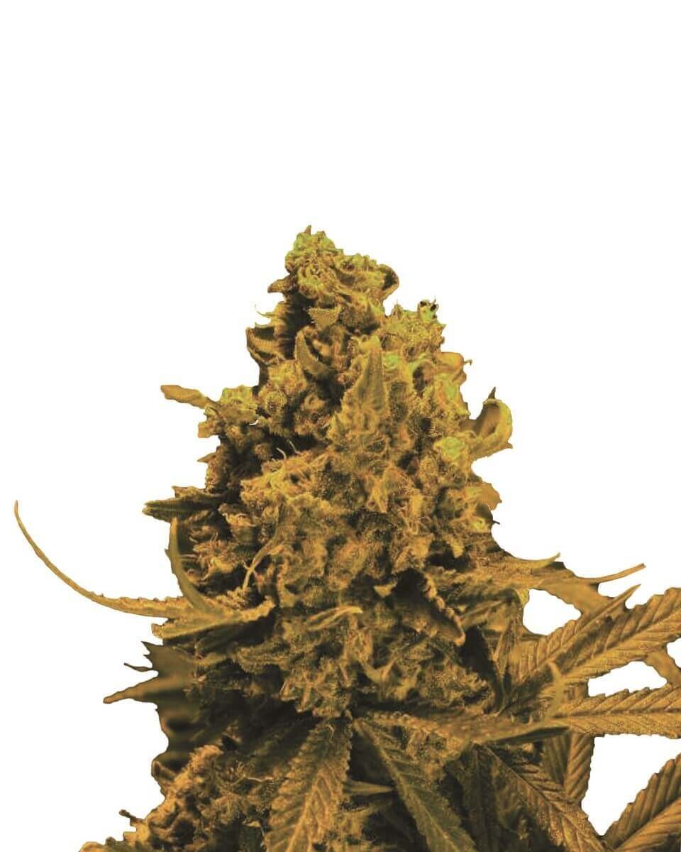 Blueberry Kush Auto Autoflower by Nirvana