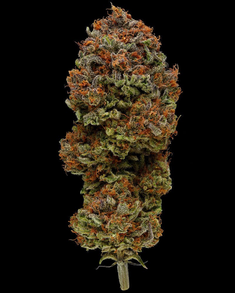 Blueberry Muffin Feminized by Humboldt Seed Company