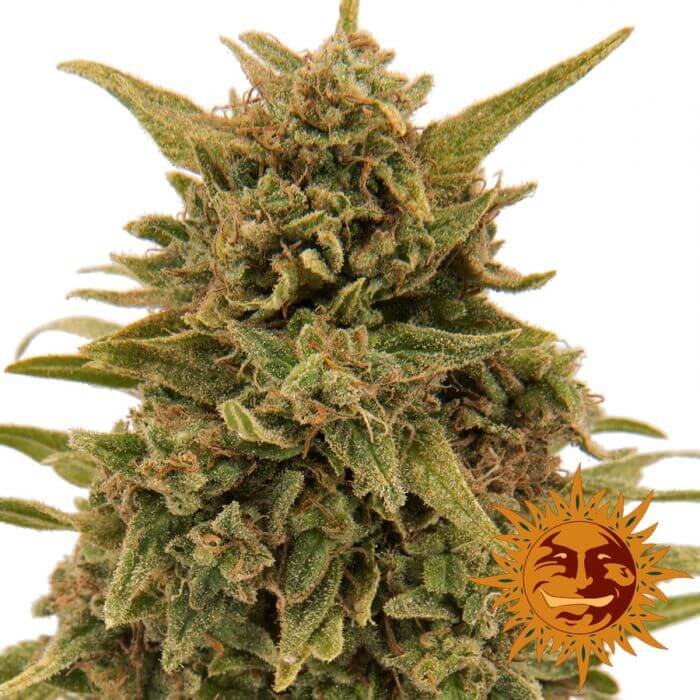 Blueberry OG Feminized by Barneys Farm