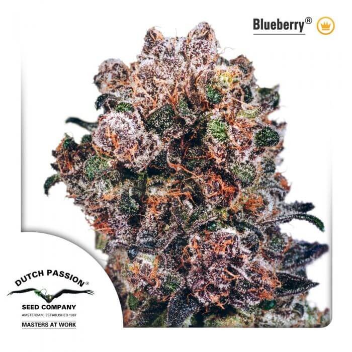 Blueberry Regular by Dutch Passion