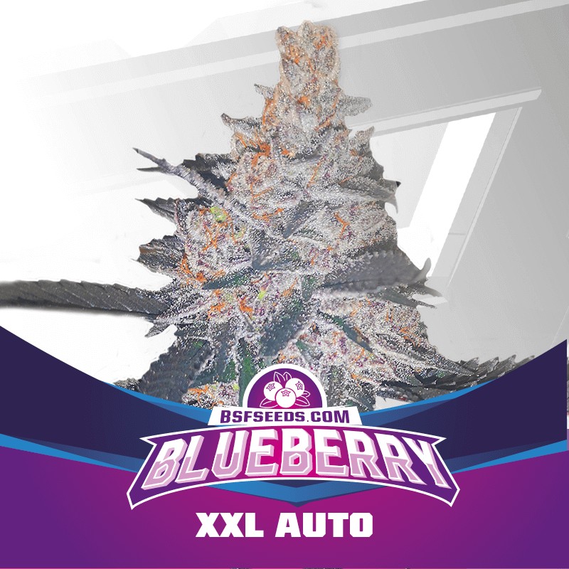 Blueberry XXL Auto Autoflower by BSF Seeds