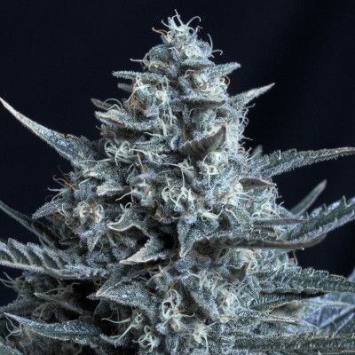 Bluebonik Feminized by Genehtik