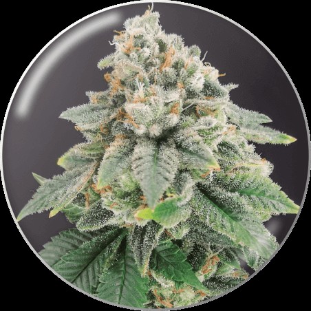 Bluehell CBD Feminized by Medical Seeds