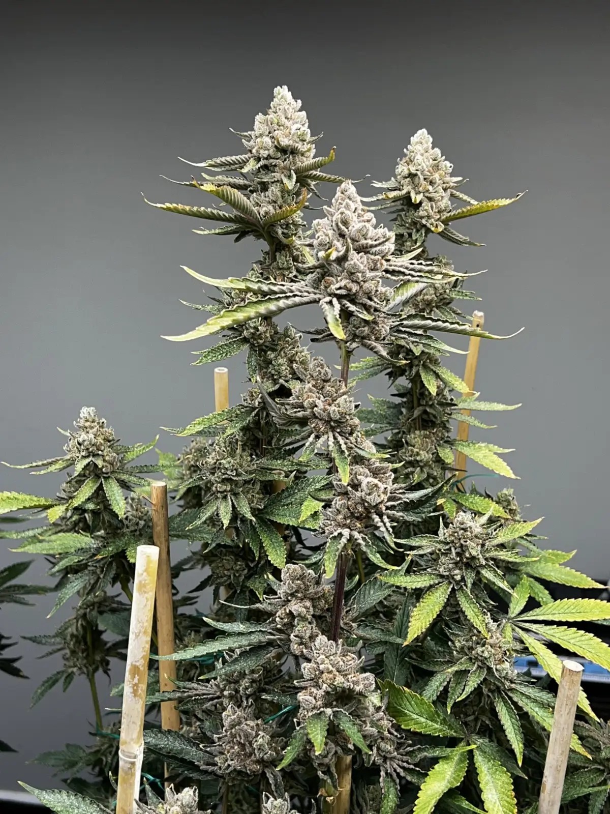 Bluemosa S1 Feminized by Mosca Seeds