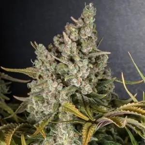 Bobs Lambsbread Feminized by cannapot