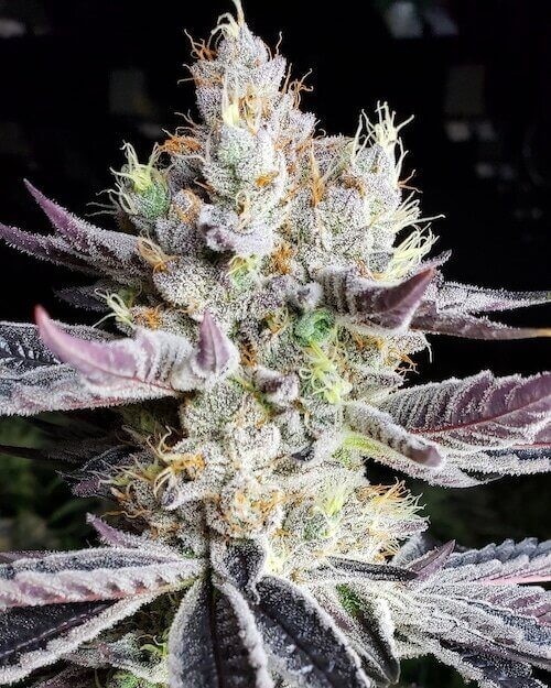 Booberry Cookies Rbx Feminized by Ethos Genetics