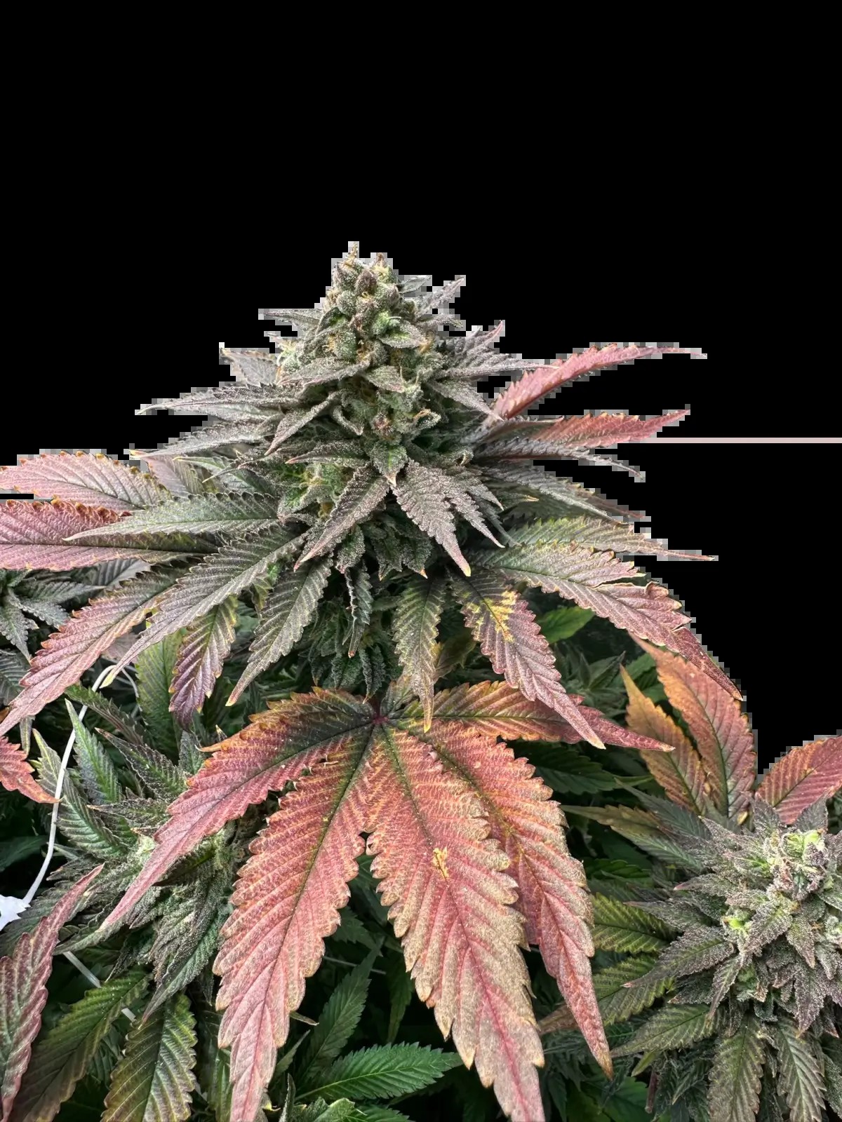 Boobies Feminized by The Grateful Seeds
