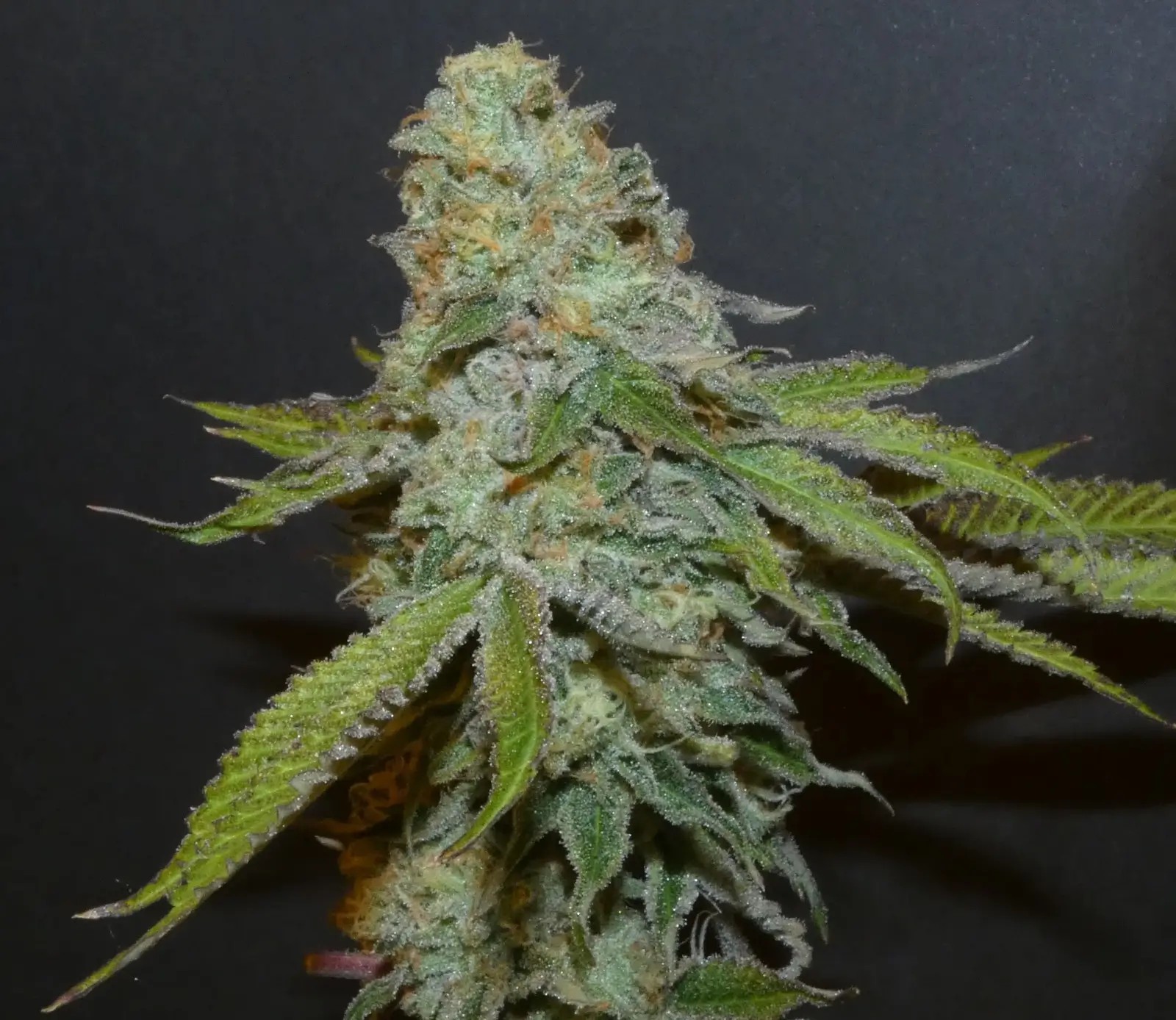 Boofalicius Feminized by Bask Triangle Farms