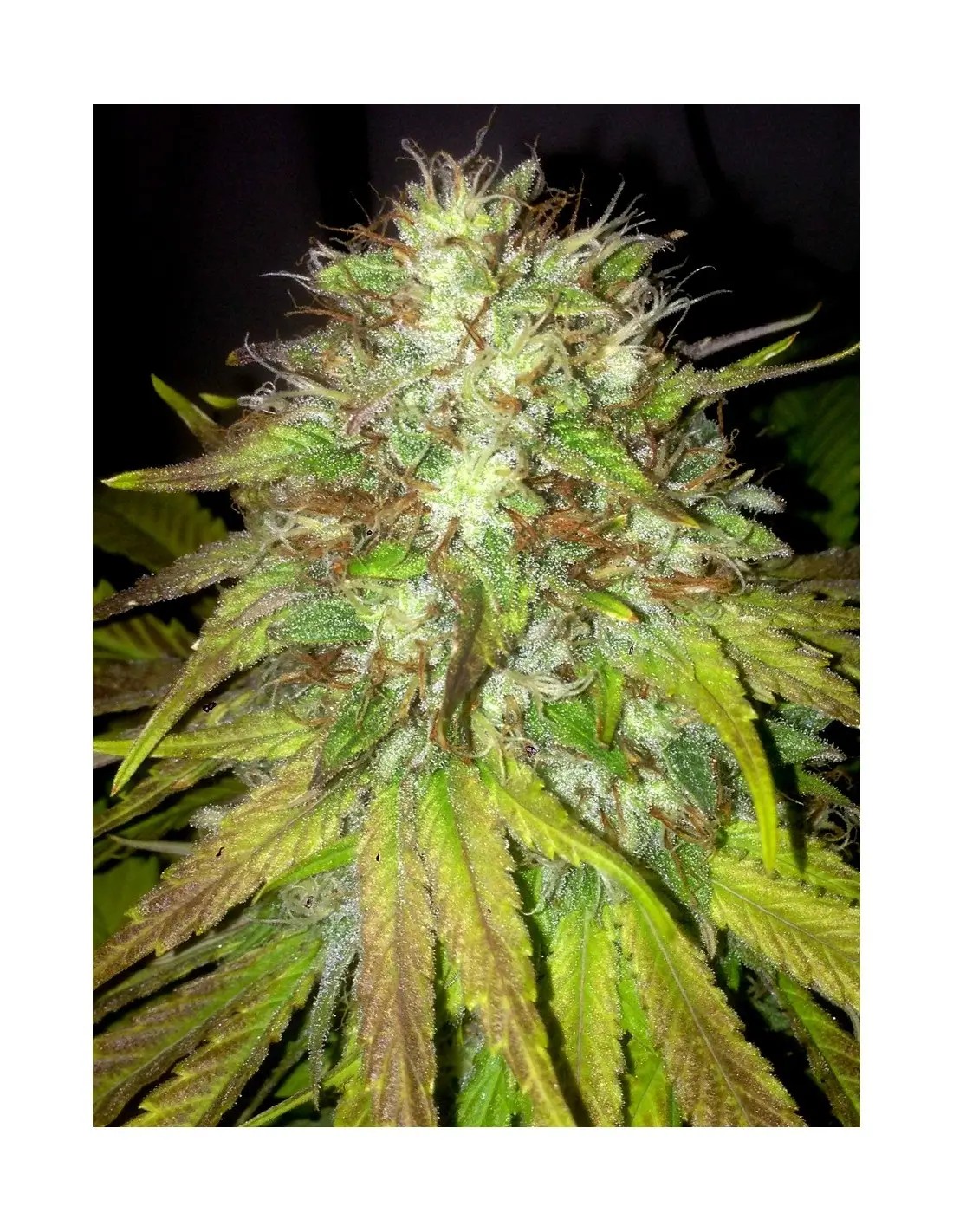 Boss Hogg Auto Autoflower by The Cali Connection
