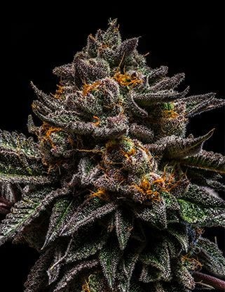 Brain Cake Feminized by Ripper Seeds