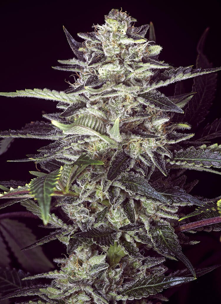 Brain Stroke Auto Autoflower by High Speed Buds