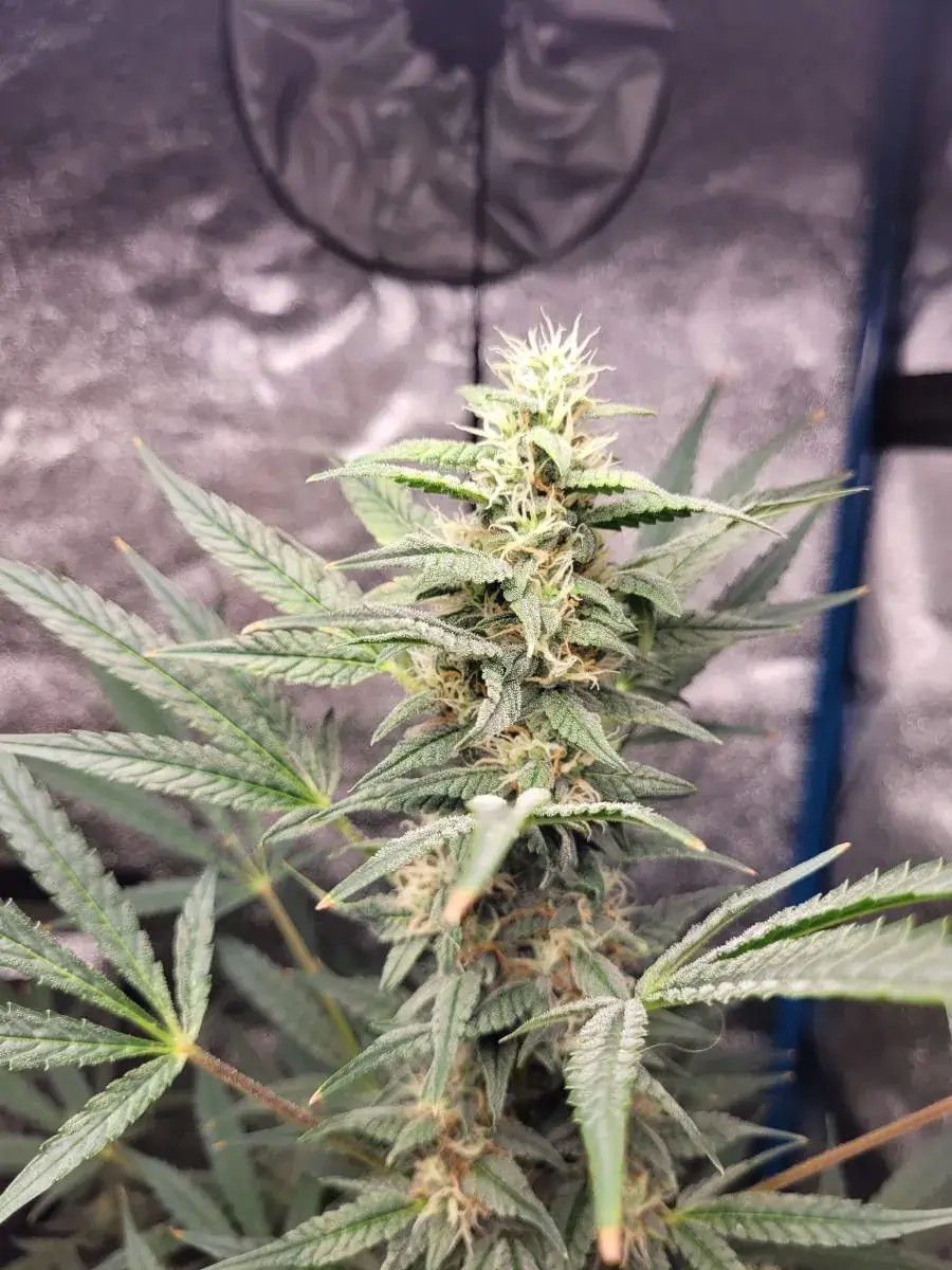 Braindamage Auto Autoflower by Growers Choice