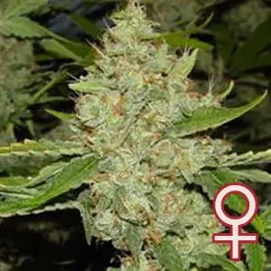 Brains Choice Feminized by K.C. Brains