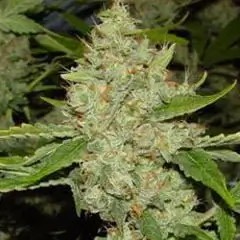 Brains Choice Regular by K.C. Brains